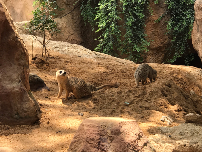 Не только человеческие дети нуждаются в тепле и ласке матери.
