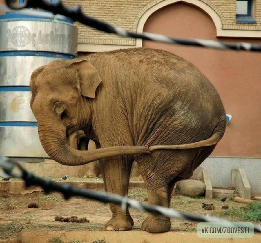 Не только человеческие дети нуждаются в тепле и ласке матери.