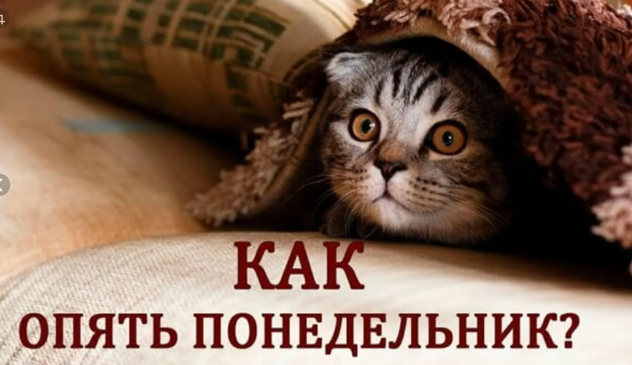 Россияне голосуют за четырехдневку