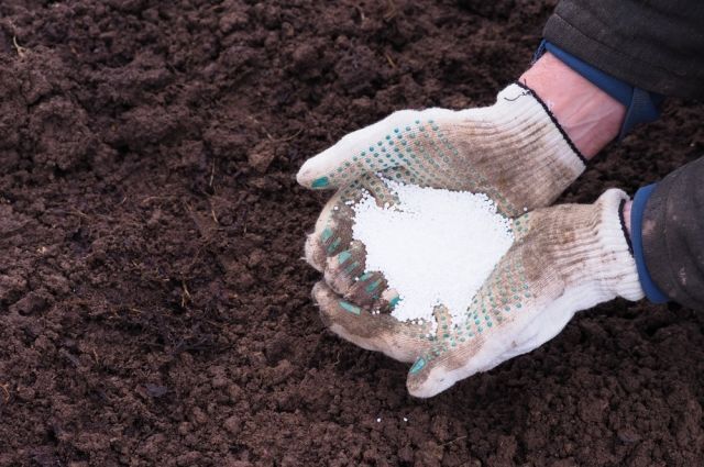 Как можно использовать нашатырный спирт в саду и в огороде?