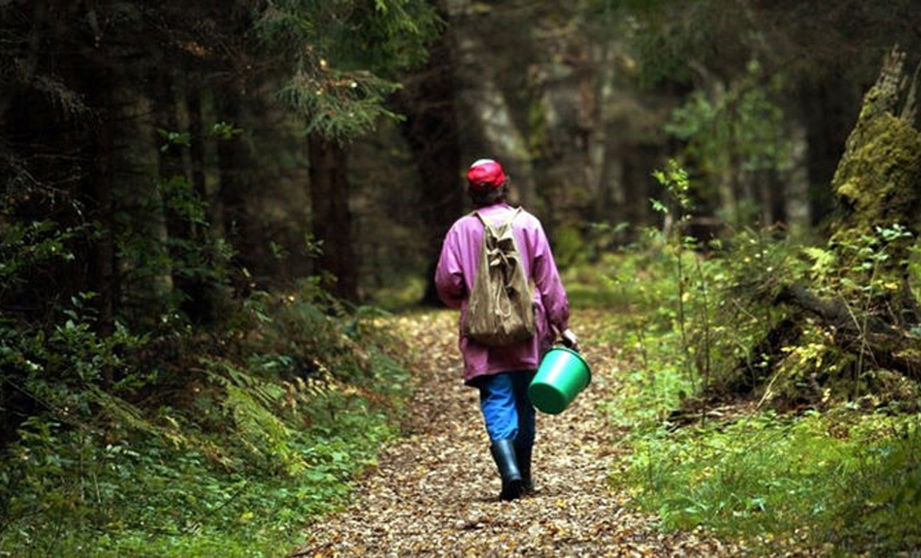 Как не заблудиться в лесу. Советы бывалых
