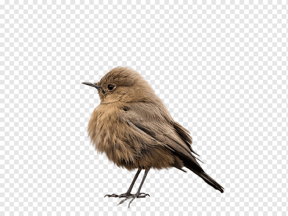 Как вы считаете ,язык- это наш враг ?