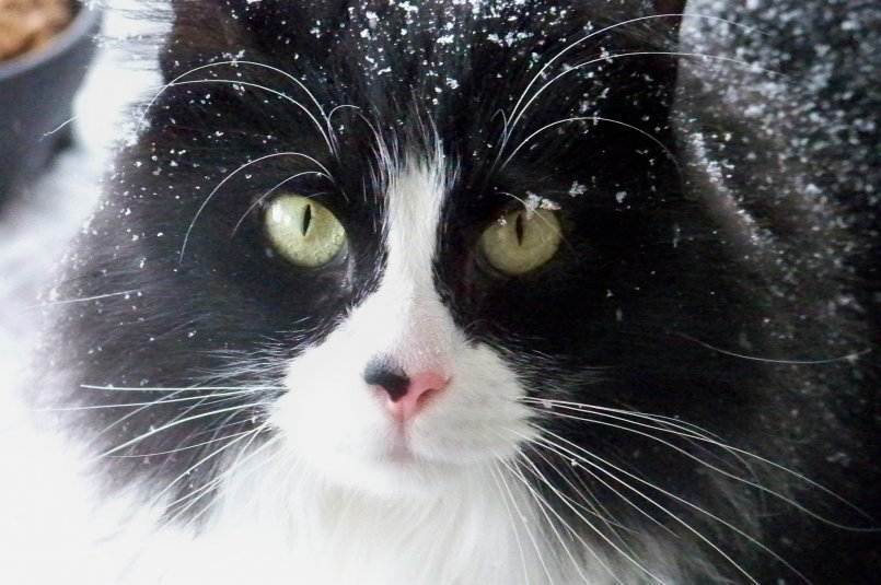 Уход за кошачьей кожей от перхоти