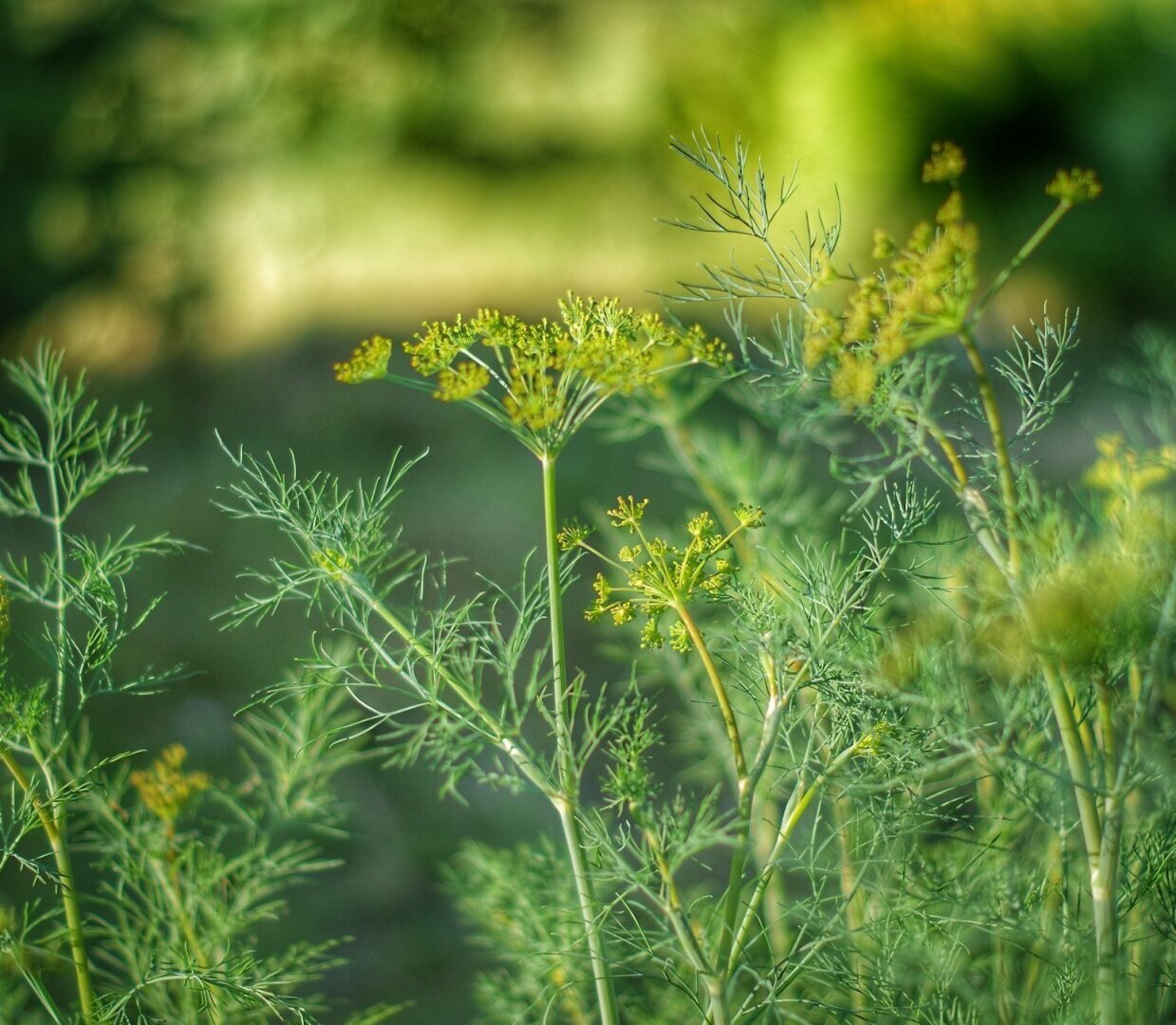Укроп - прекрасный огородный лекарь, использование в народной медицине.