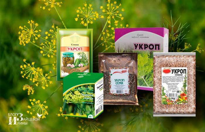 Укроп - прекрасный огородный лекарь, использование в народной медицине.