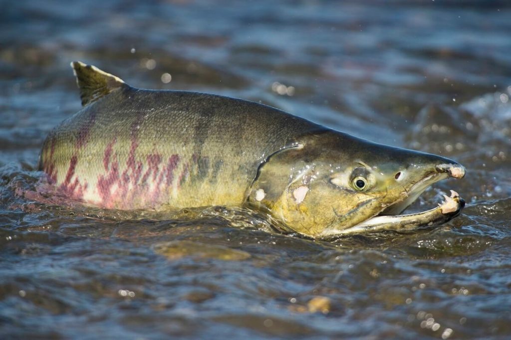 Осенняя путина в Хабаровском крае может пройти без желаемого количества лососевых парод рыб.