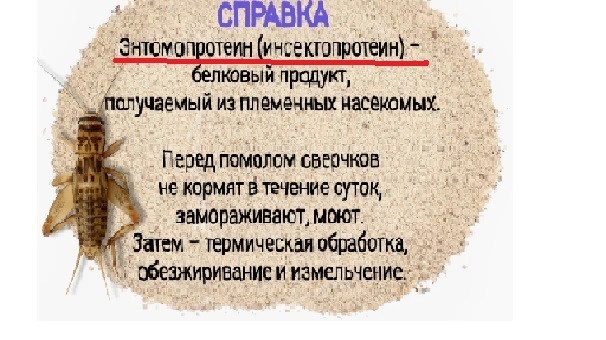 Продукты из сверчков и саранчи – уже реальность. А вы купите?