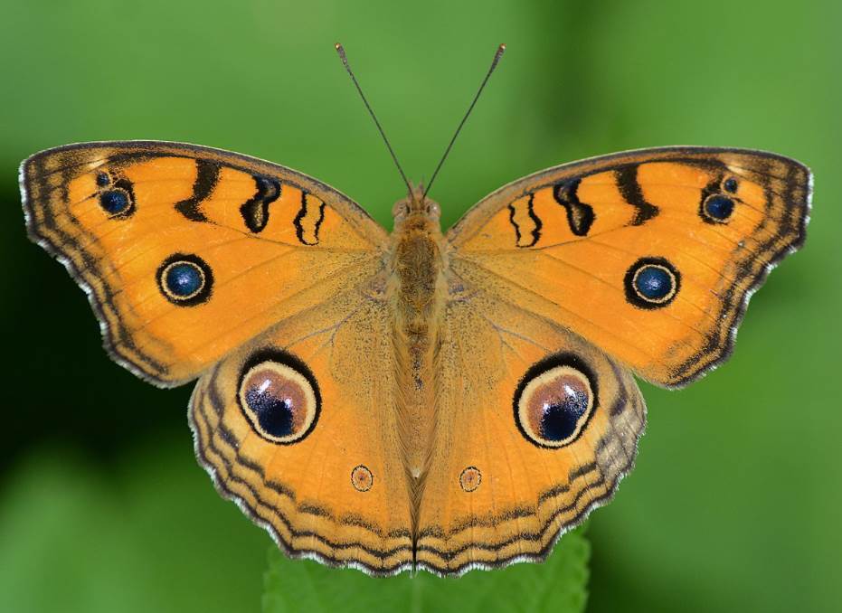 Топ-10 самых красивых бабочек в мире