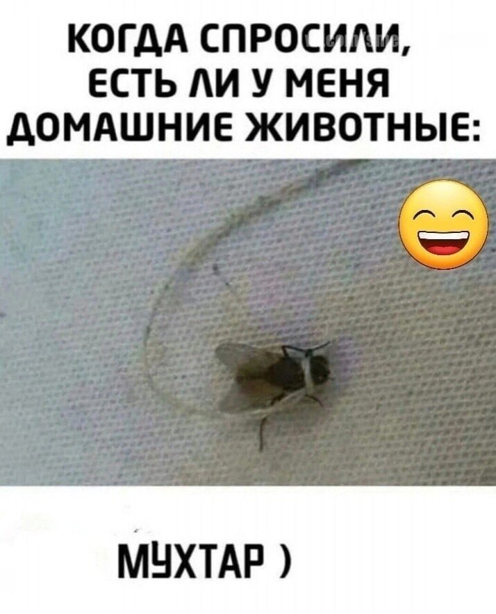 А вам слабо заловить "Мухтара"?