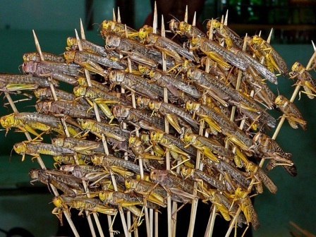 Продукты из сверчков и саранчи – уже реальность. А вы купите?