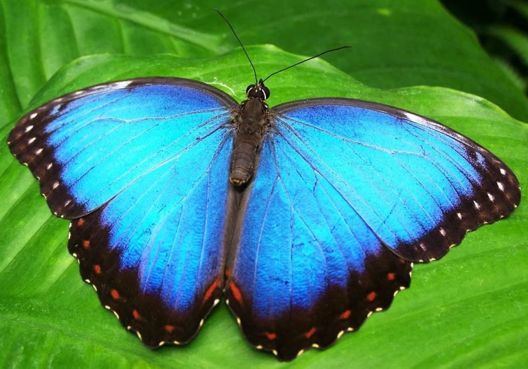 Топ-10 самых красивых бабочек в мире