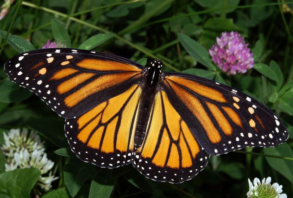 Топ-10 самых красивых бабочек в мире