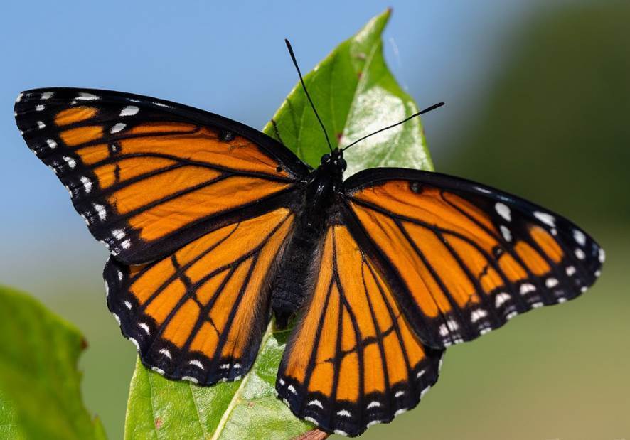 Топ-10 самых красивых бабочек в мире