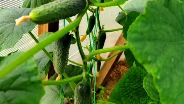 Поливал огурцы все лето самодельным удобрением.