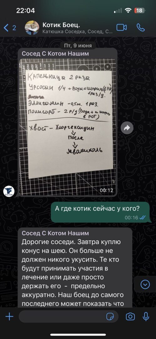 Необыкновенный кот Боец