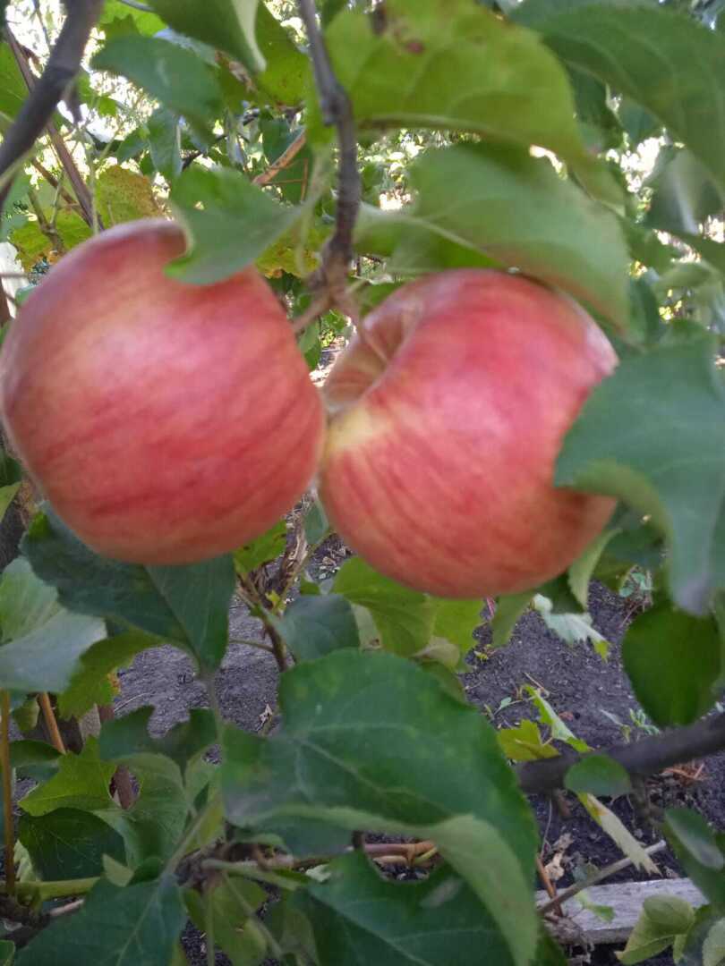 Преображение моей дачи: как из шести соток создать райский плодоносящий сад и цветущий уголок, делюсь своим опытом.