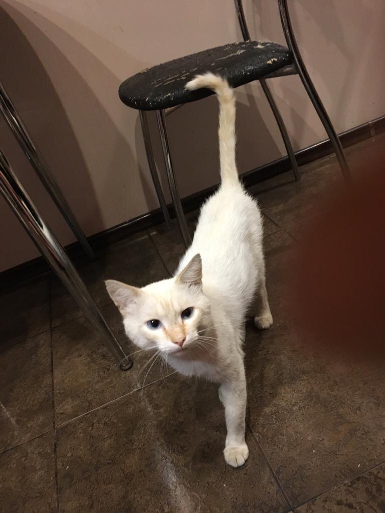 Необыкновенный кот Боец