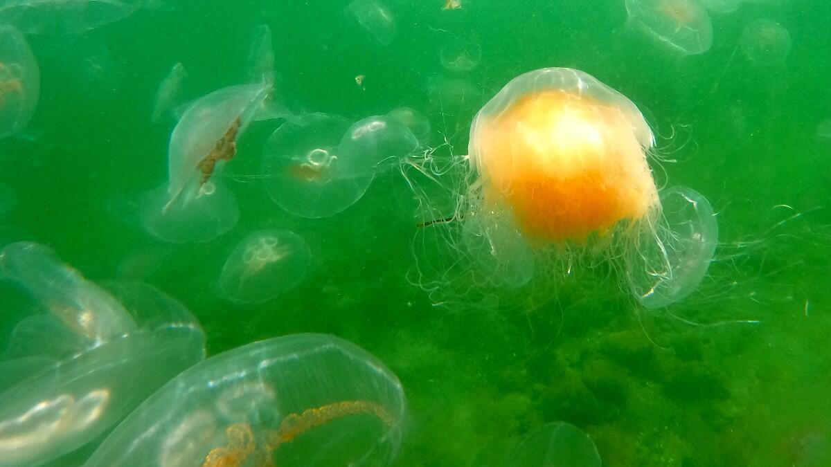 Туристов атакуют медузы — опасно ли это?