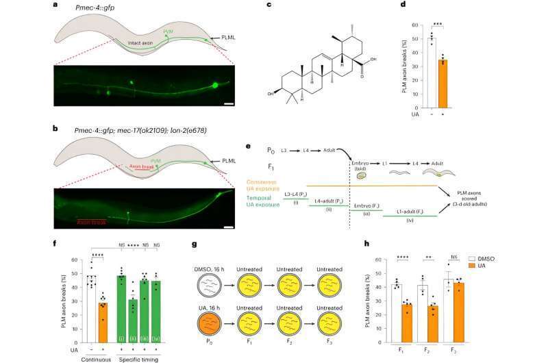 Диета матери может защитить мозг ее внуков, показывает исследование генетической модели