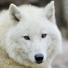 Максим, г. Ростов-на-Дону