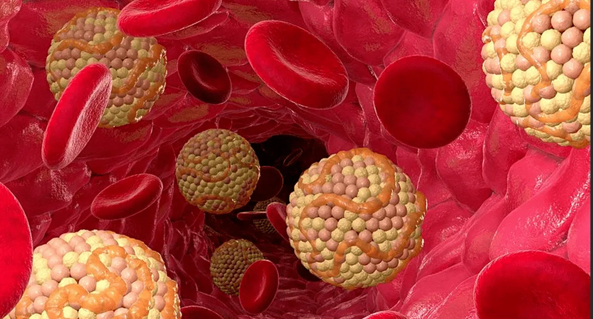 Холестерин – что это такое и когда его нужно бояться