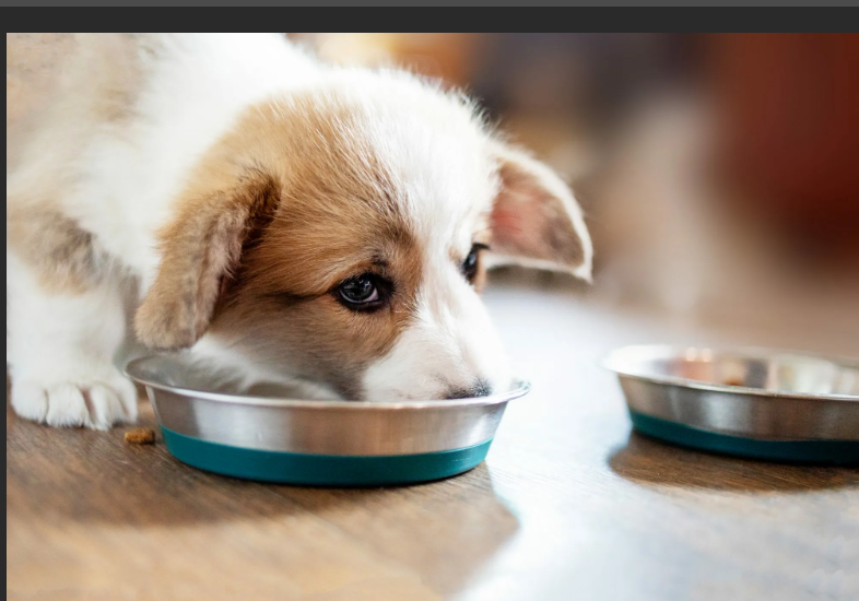 Как кормить щенка. График + 11 советов по кормлению