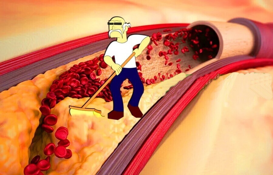 Холестерин – что это такое и когда его нужно бояться