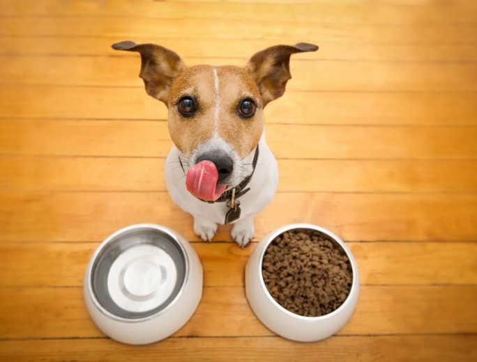 Как кормить щенка. График + 11 советов по кормлению