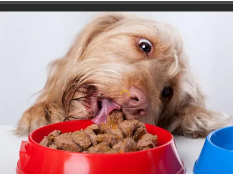 Как кормить щенка. График + 11 советов по кормлению