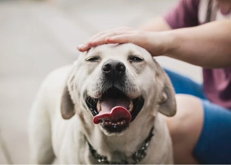 Поглаживание чужих собак, пусть даже ненадолго, может укрепить ваше здоровье