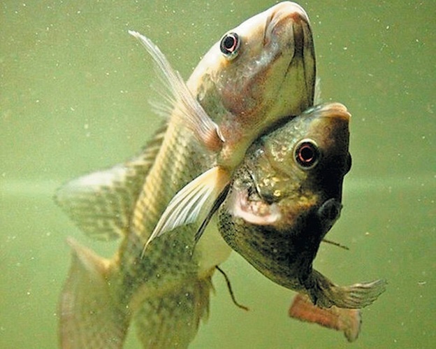 Итоги Второй мировой: Борнхольмская "свалка"