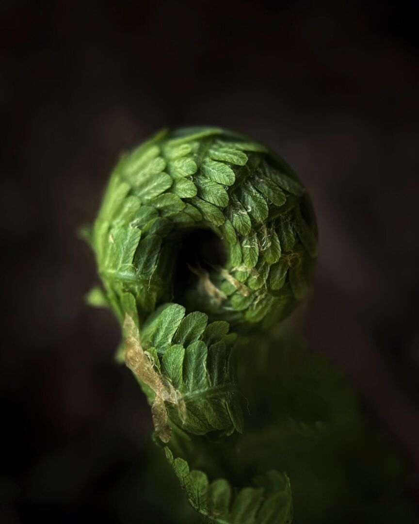 Лучшее из 16-й ежегодной премии iPhone Photography Awards