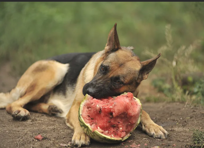 Как кормить щенка. График + 11 советов по кормлению