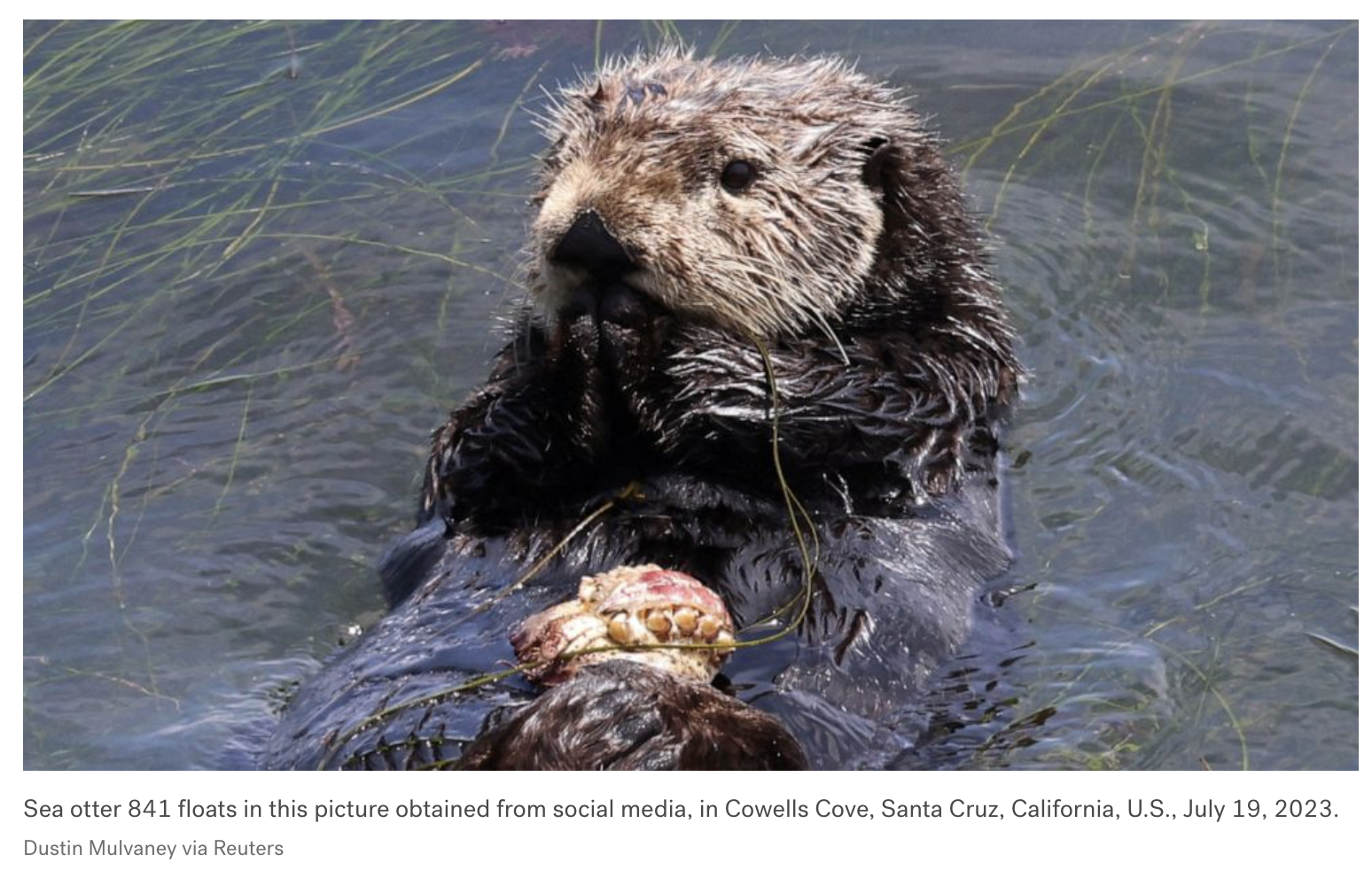 В результате нападения дикой выдры женщина была доставлена в больницу по воздуху, еще 2 человека получили травмы