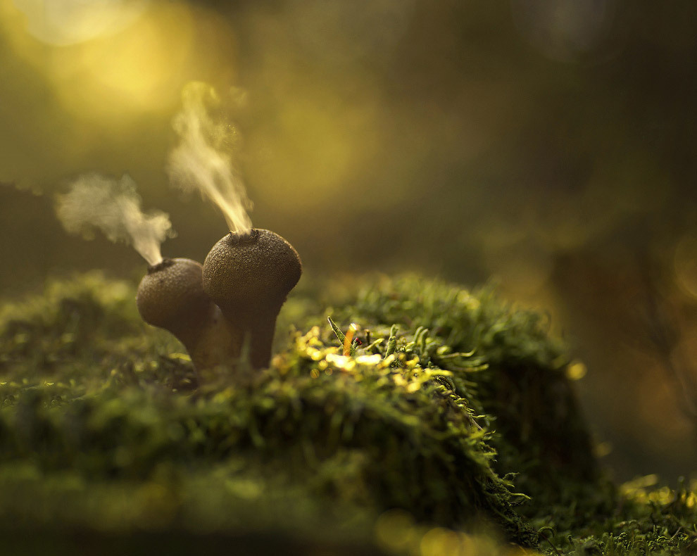 "Мир в миниатюре: Удивительное разнообразие природы в незаметных масштабах"