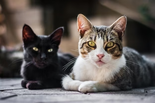 20 удивительных фактов о кошках