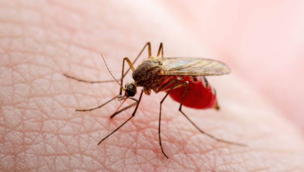 Что помогает бороться с малярией ?