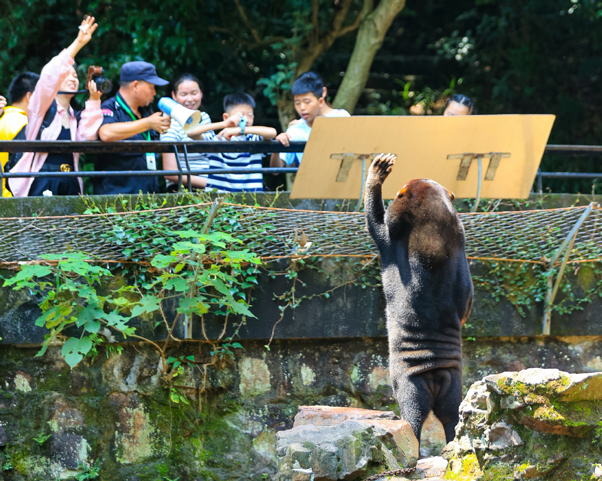 Зоопарк Ханчжоу настаивает, что солнечный медведь является настоящим.