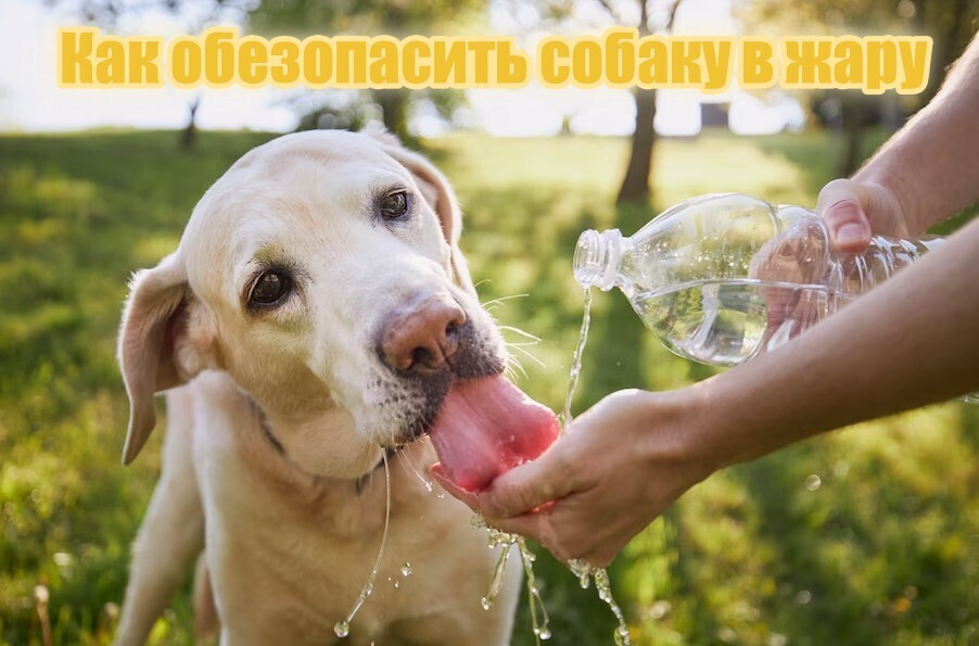 Как обезопасить собаку в жару, по словам ветеринара скорой помощи