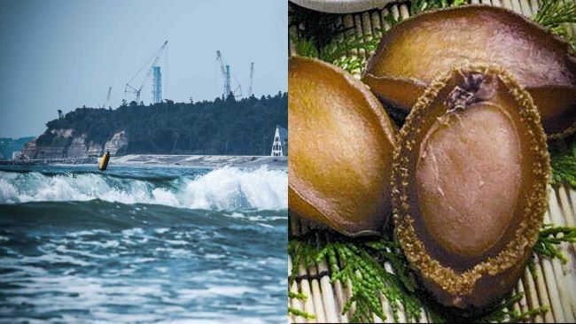 Анализ: ценное японское морское ушко теперь стало мишенью китайской политики