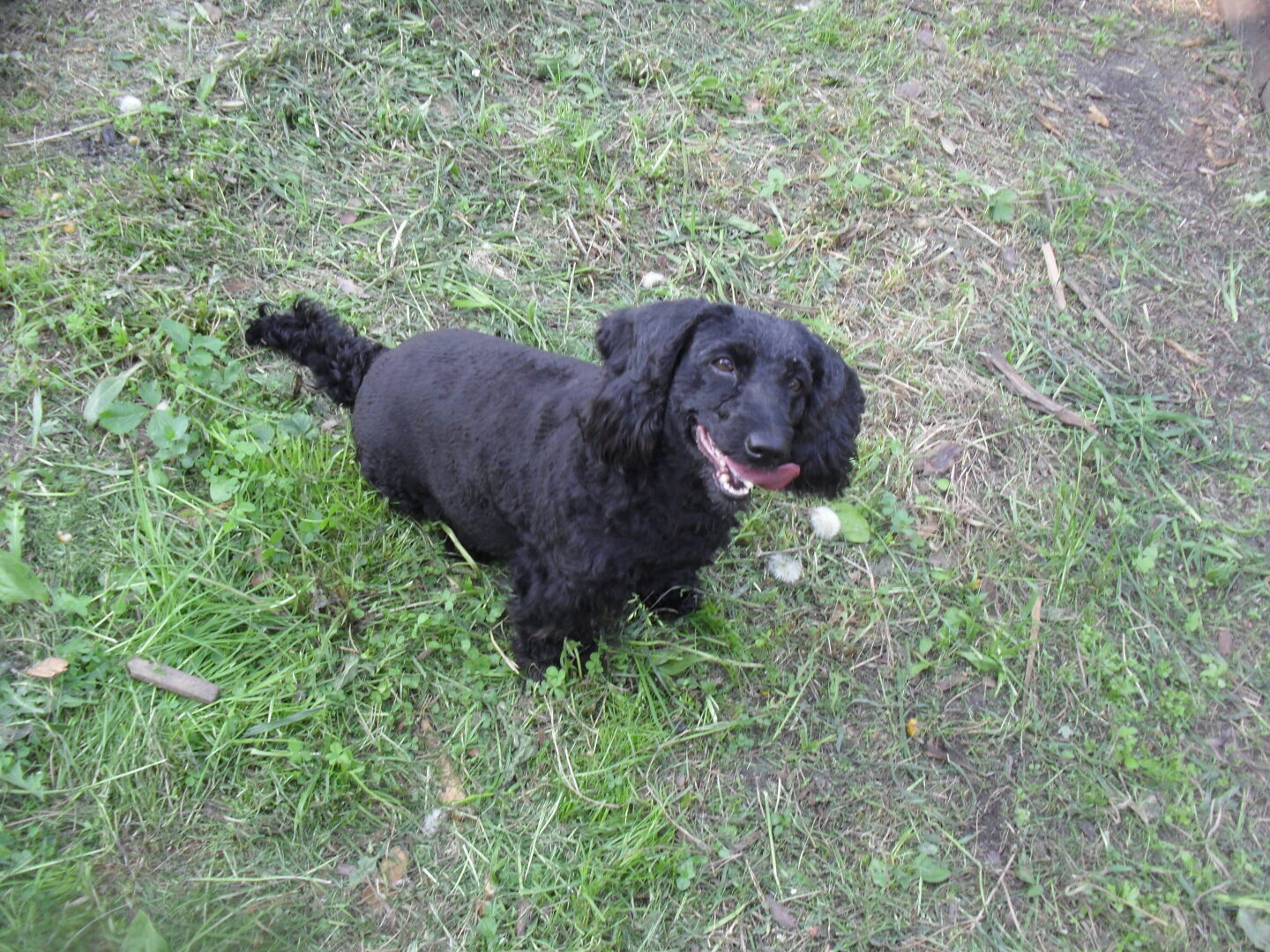 Должна ли я усыпить свою собаку? Как принять решение