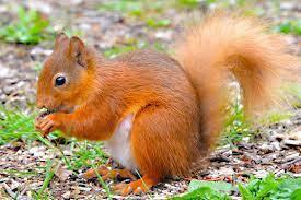 Белки - красивые и ловкие!