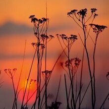 Таня Клевер, г. Зеленоград
