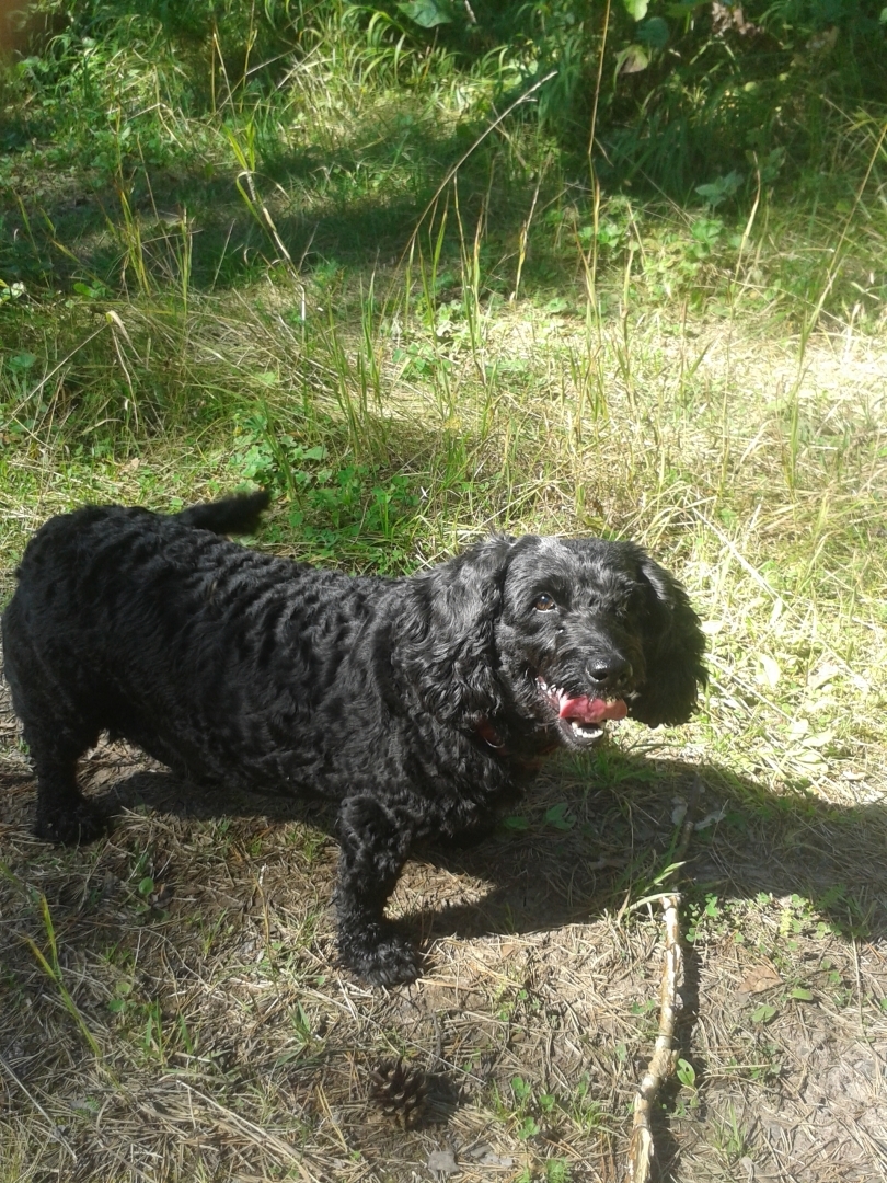 Должна ли я усыпить свою собаку? Как принять решение