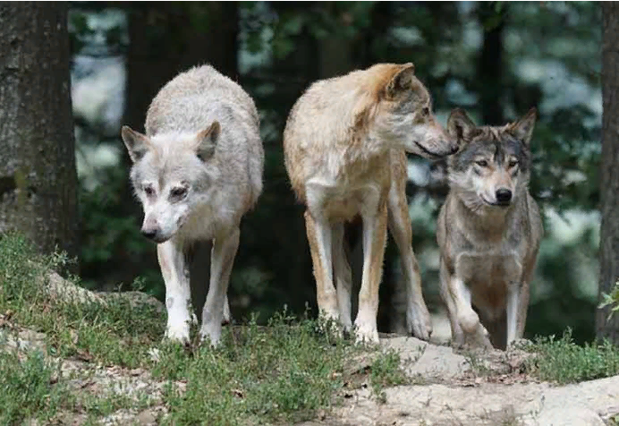 История серого волка. Серый волк, предок наших собак