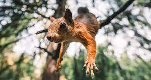 Белки - красивые и ловкие!
