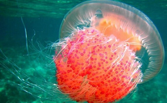 Самые странные существа на Земле