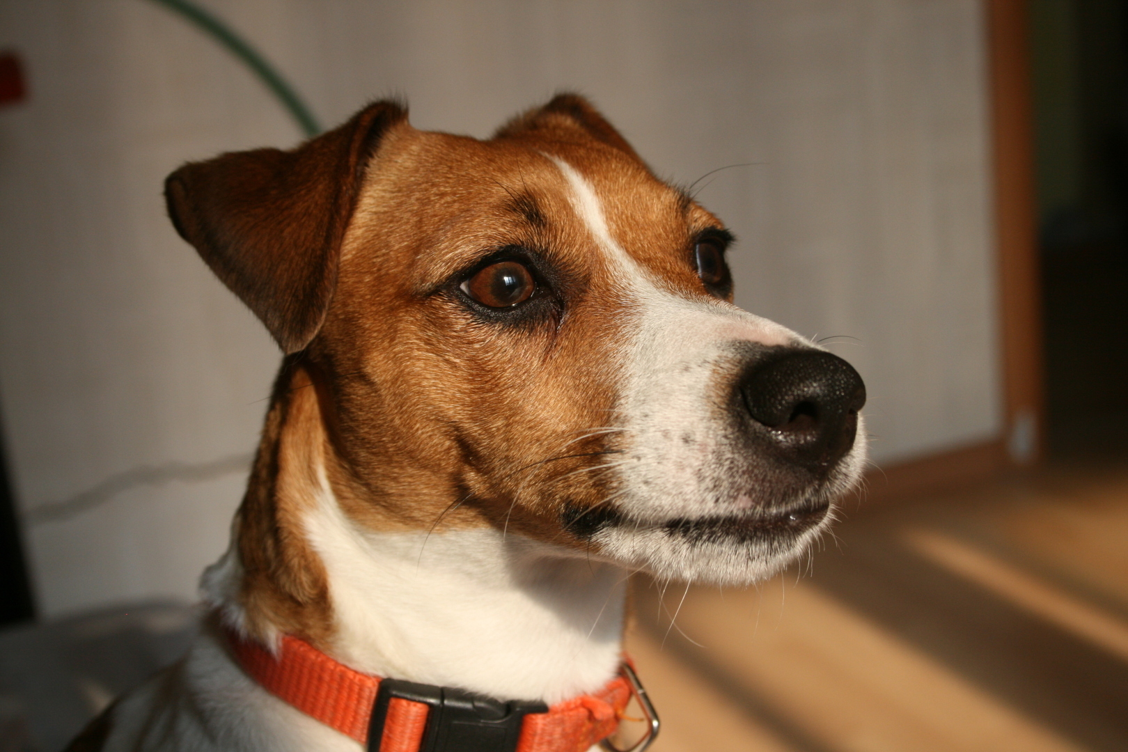 Джек-Рассел-терьер.