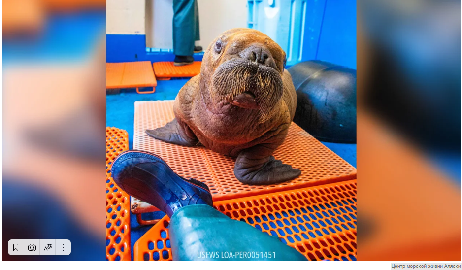 Редкий детеныш моржа был спасен на Аляске после того, как был найден одиноко блуждающим, и в настоящее время находится под круглосуточным присмотром