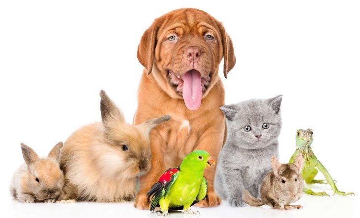 "Разнообразие предпочтений: Какие домашние животные содержат в разных странах и какую пользу они приносят"